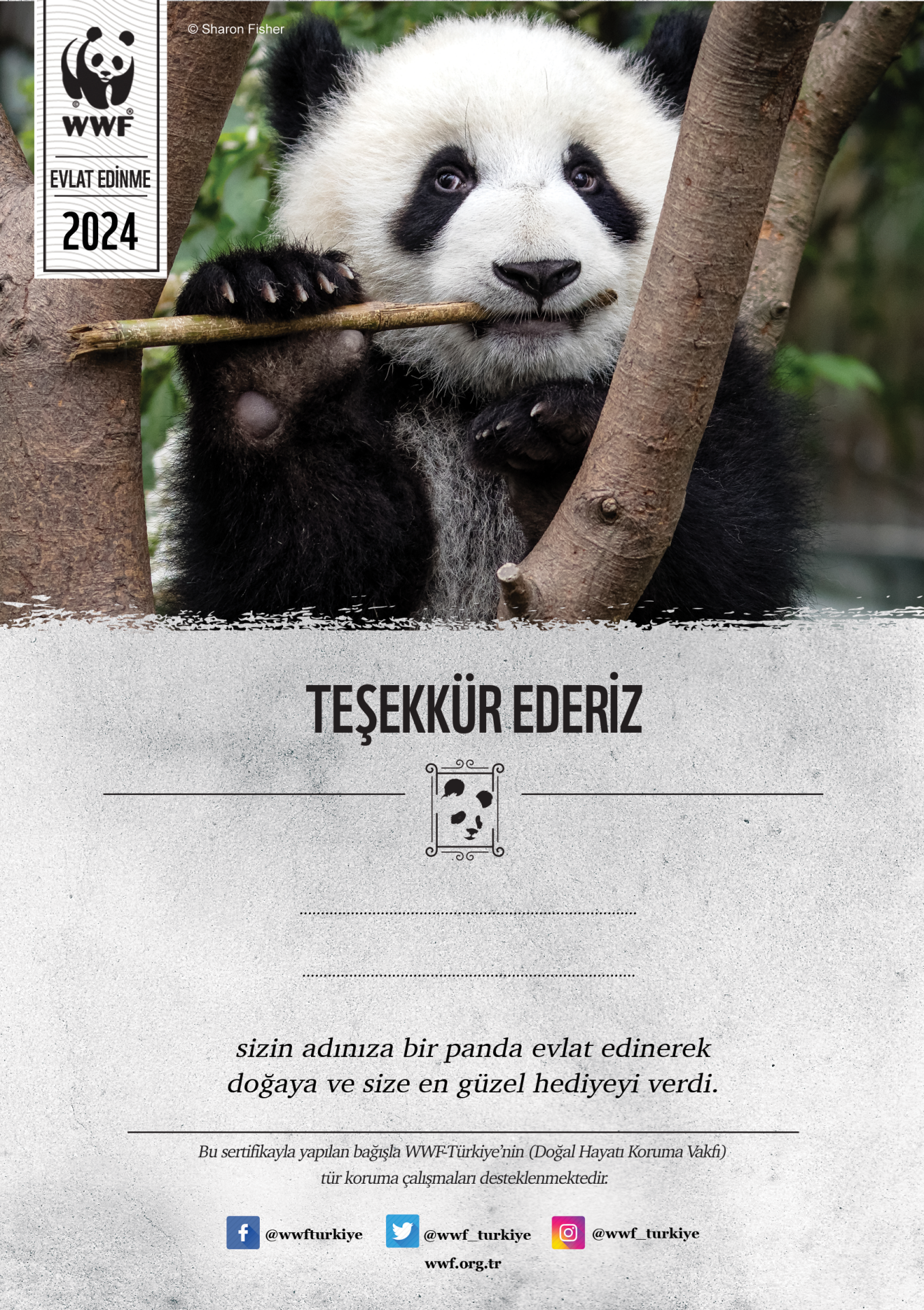 Panda Temalı Basılı Sertifika