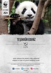 Panda Temalı Basılı Sertifika