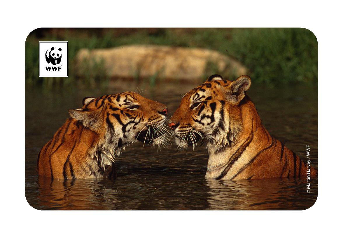 Kaplan Temalı Magnet