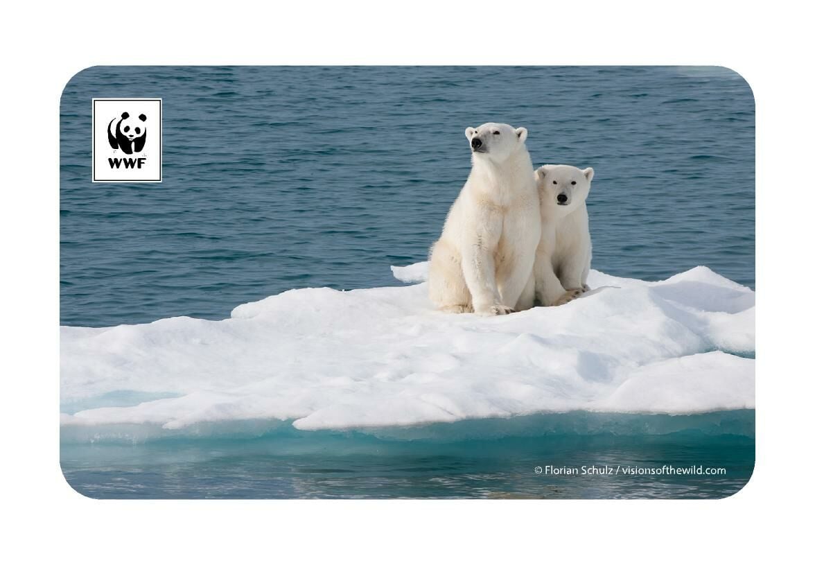 Kutup Ayısı Temalı Magnet