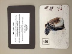 Deniz Kaplumbağası Temalı Magnet