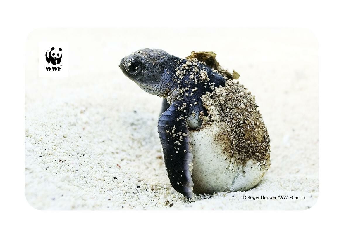 Deniz Kaplumbağası Temalı Magnet