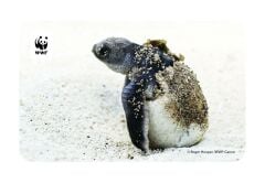 Deniz Kaplumbağası Temalı Magnet