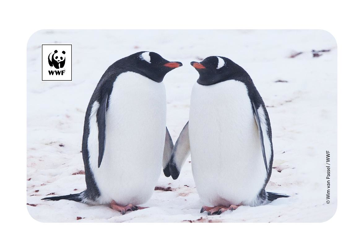 Penguen Temalı Magnet