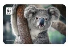 Koala Temalı Magnet
