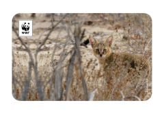 Saz Kedisi Temalı Magnet