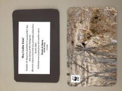 Saz Kedisi Temalı Magnet