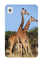 Zürafa Temalı Magnet