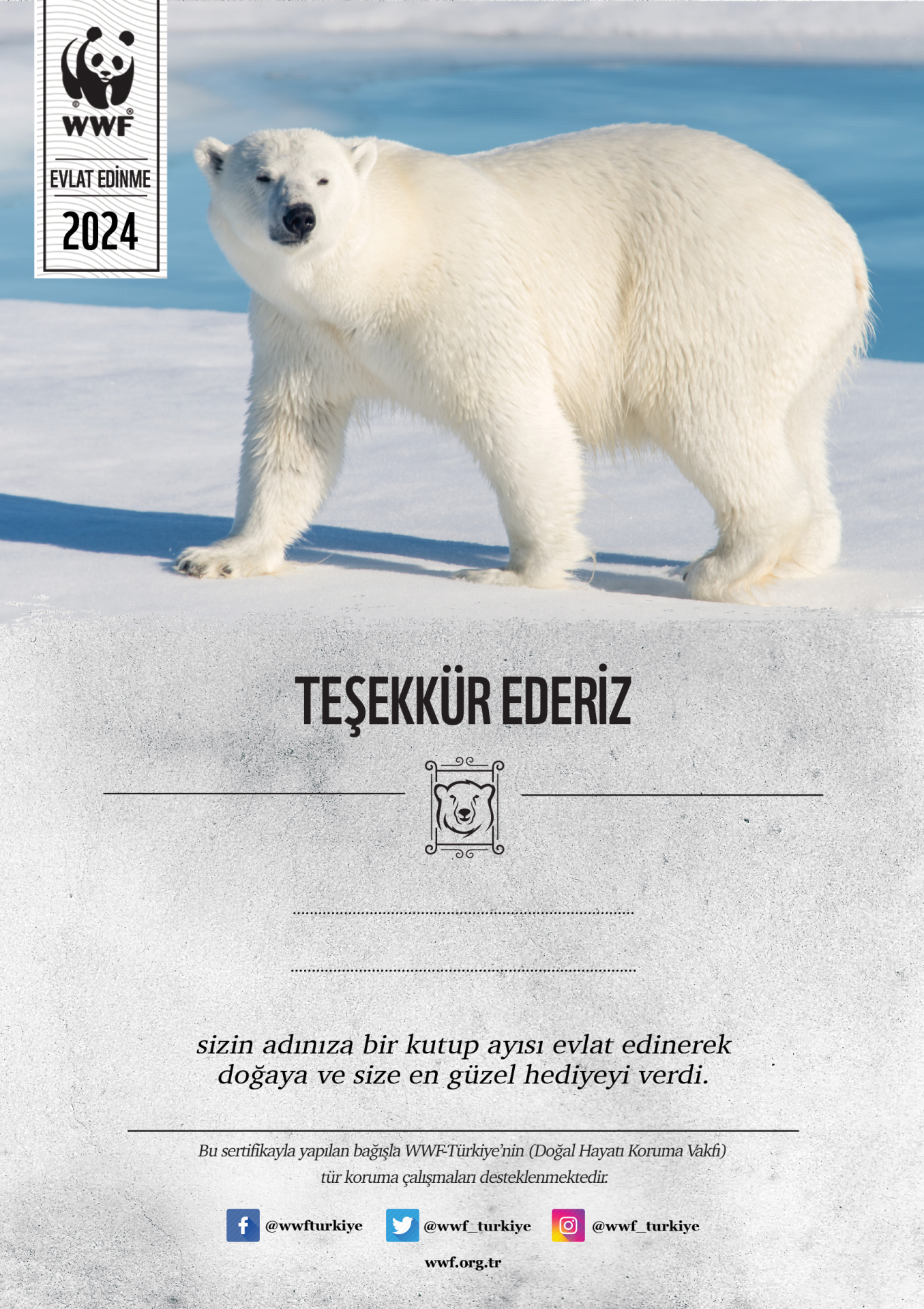 Kutup Ayısı Basılı Sertifika