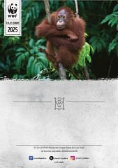 Orangutan Temalı Basılı Sertifika