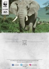 Fil Sertifika & Tohumlu Kartpostal Set