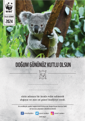 Koala Temalı Destek Kartı
