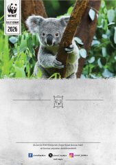 Koala Oyuncak Evlat Edinme Seti