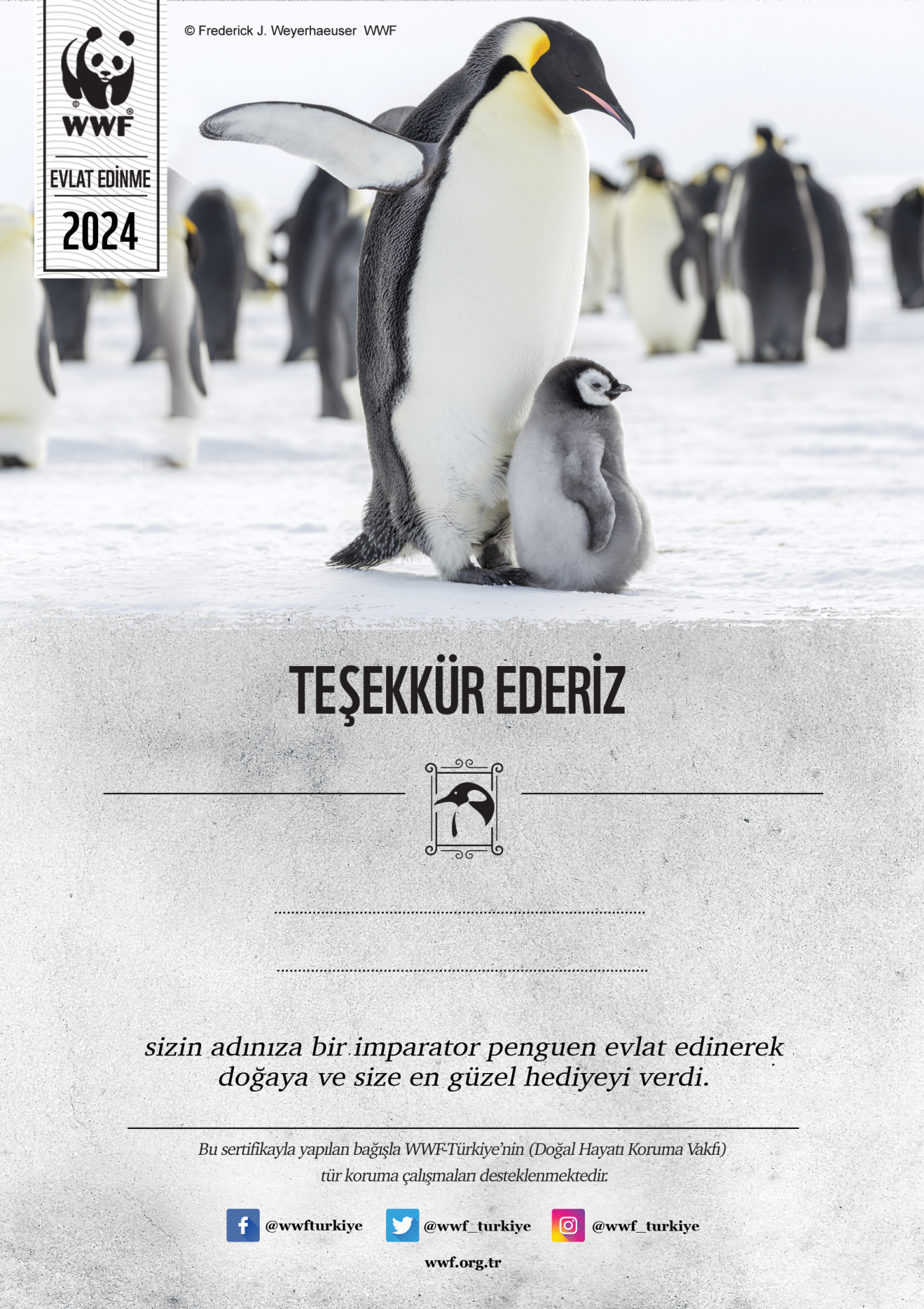 İmparator Penguen Temalı Destek Kartı