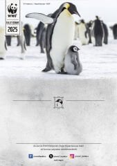 İmparator Penguen Temalı Basılı Sertifika