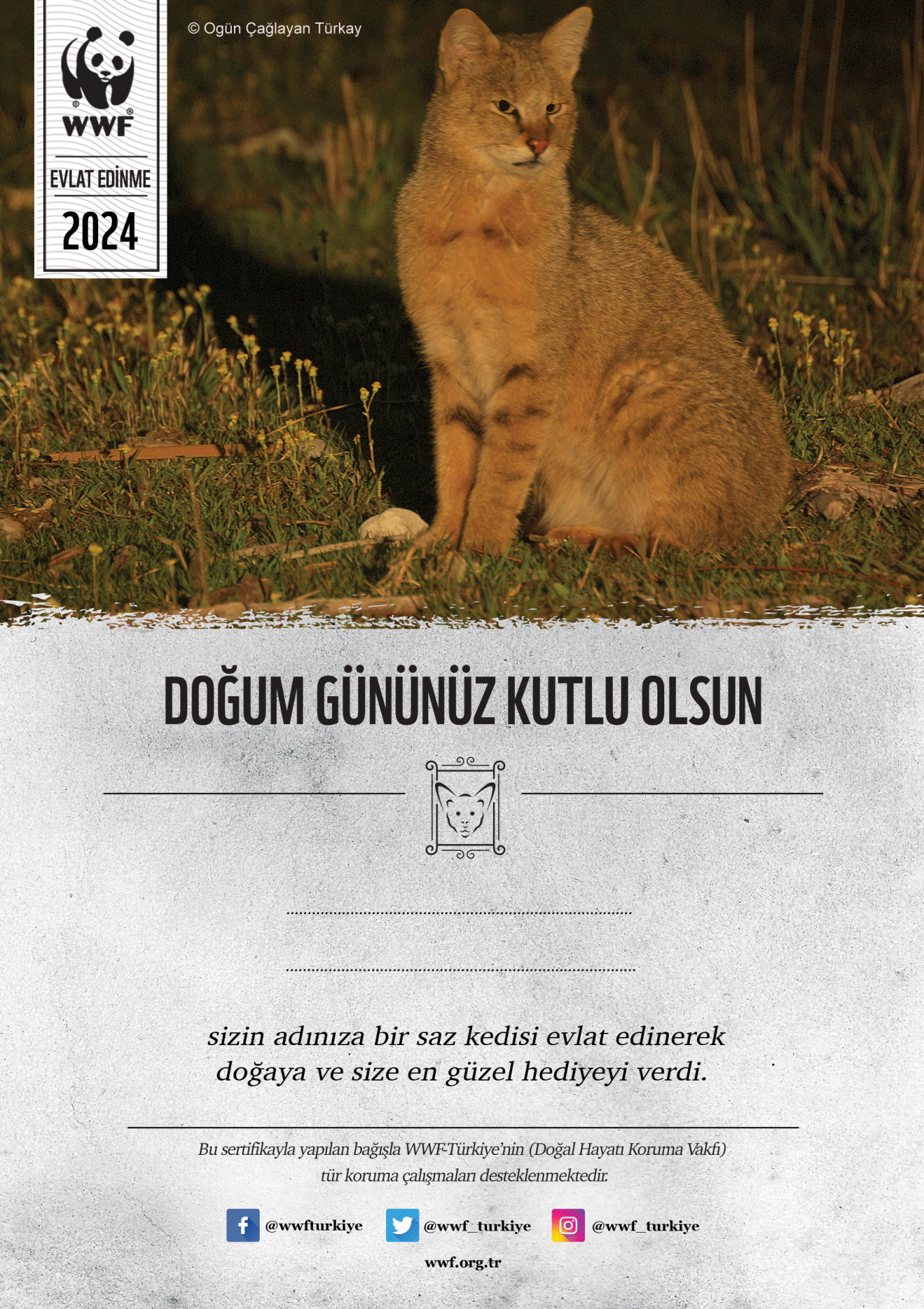 Saz Kedisi Temalı Basılı Sertifika