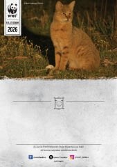 Saz Kedisi Temalı Destek Kartı