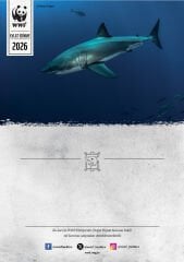 Büyük Beyaz Köpekbalığı Oyuncak Evlat Edinme Seti