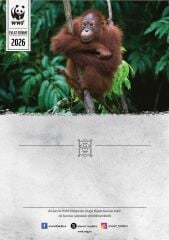 Orangutan Oyuncak Evlat Edinme Seti